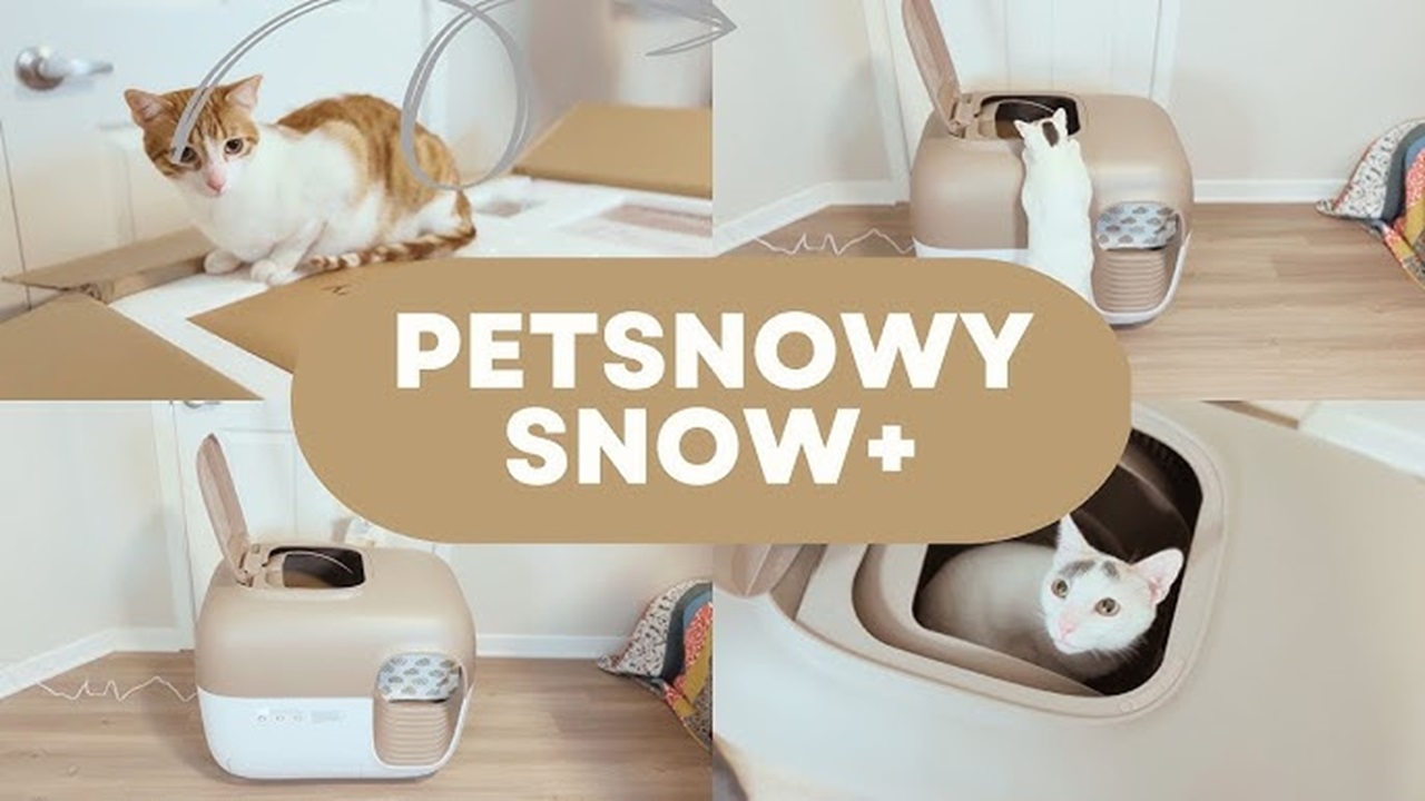 No More Mess or Smell: The Best Self-Cleaning Litter Box for Your Cat